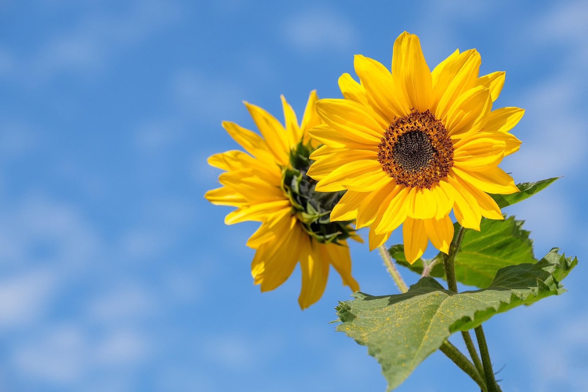 August The Sunshine