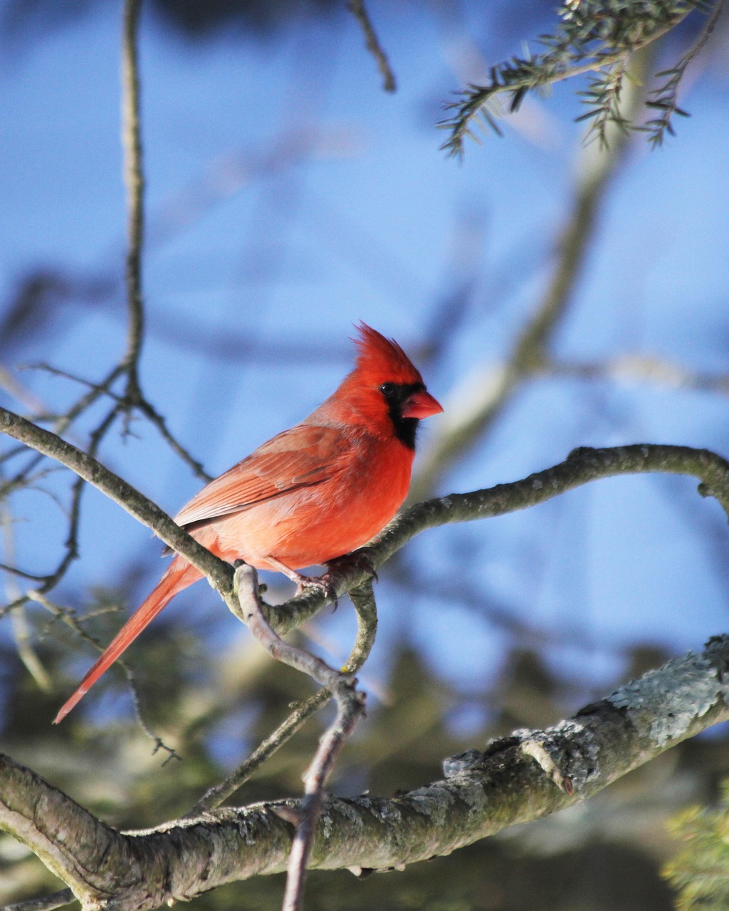 March Wings & Roots